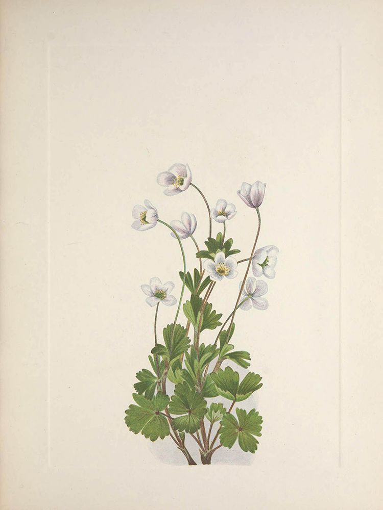 North American Wild Flowers 1925 - Northern Anemone art print by Mary Walcott for $57.95 CAD