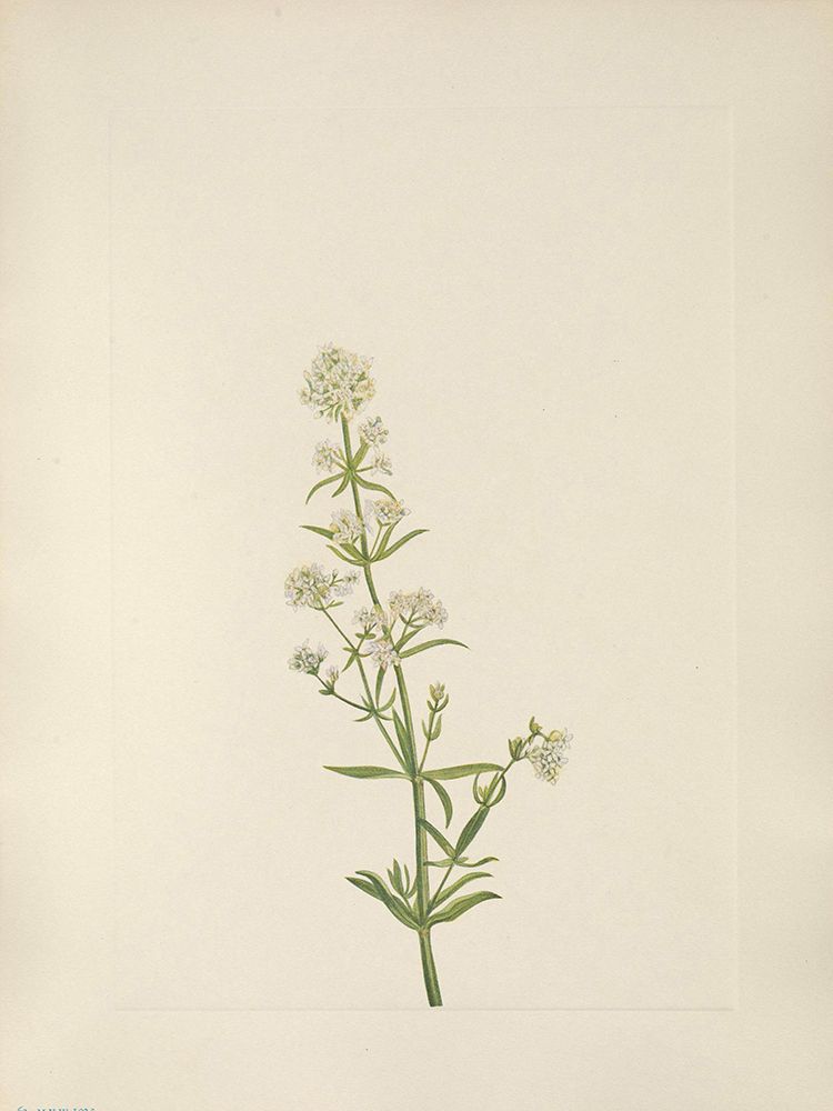 North American Wild Flowers 1925 - Northern Bedstraw art print by Mary Walcott for $57.95 CAD