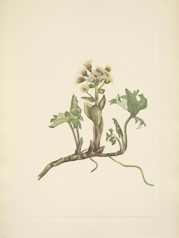 North American Wild Flowers 1925 - Northern Butterbur art print by Mary Walcott for $57.95 CAD