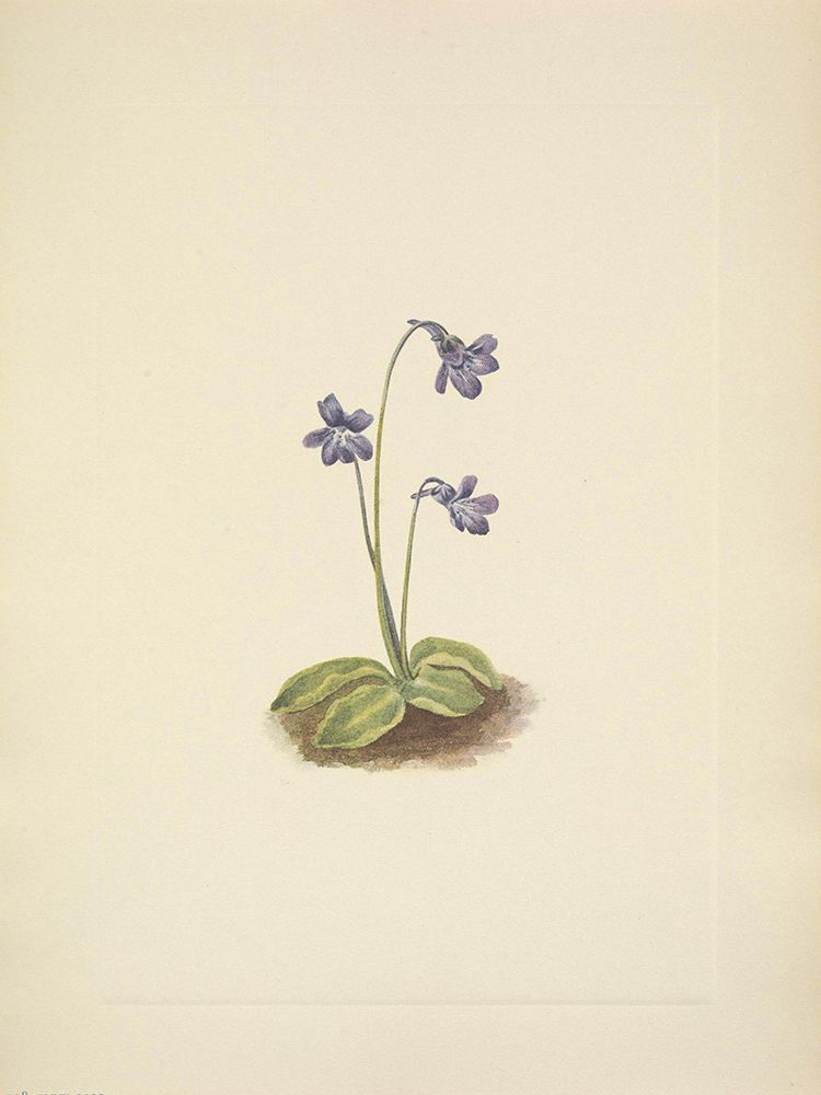 North American Wild Flowers 1925 - Northern Butterwort art print by Mary Walcott for $57.95 CAD