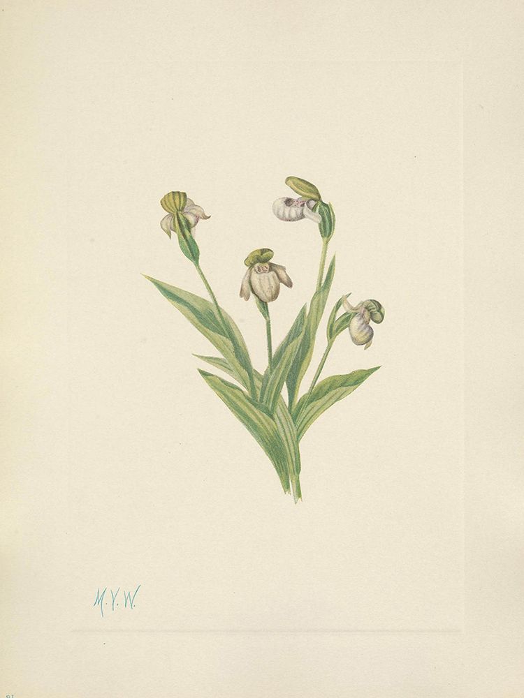 North American Wild Flowers 1925 - Northern Ladyslipper art print by Mary Walcott for $57.95 CAD