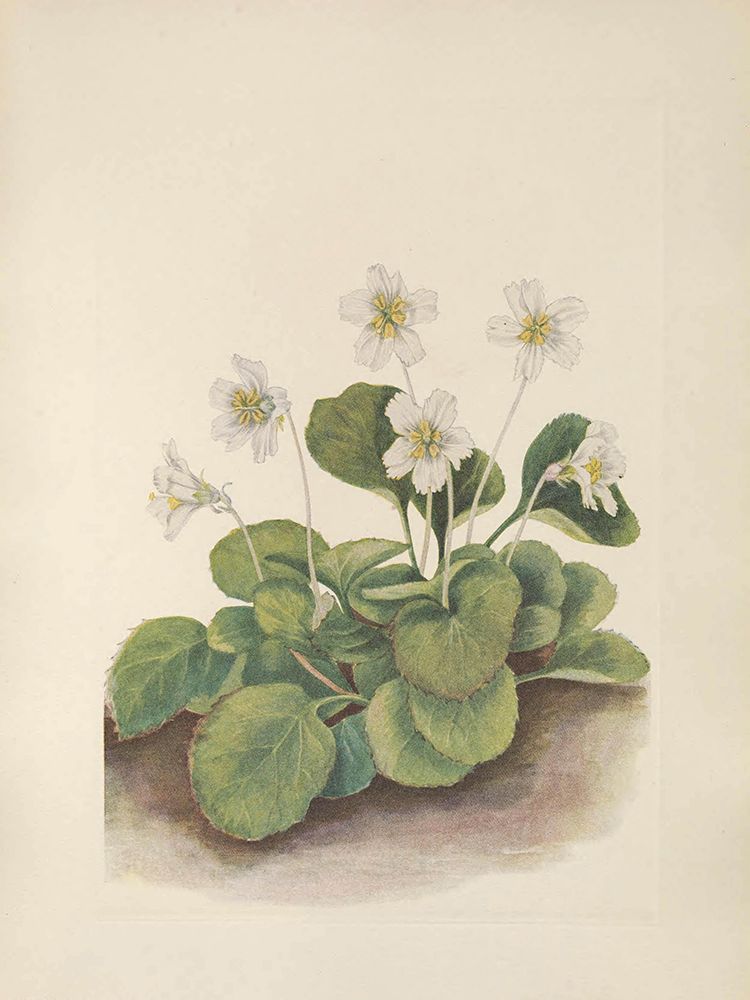 North American Wild Flowers 1925 - Oconee-bells art print by Mary Walcott for $57.95 CAD