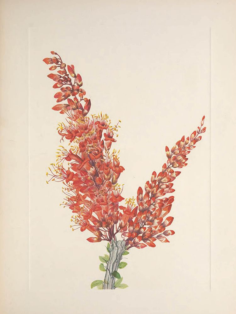 North American Wild Flowers 1925 - Ocotillo art print by Mary Walcott for $57.95 CAD