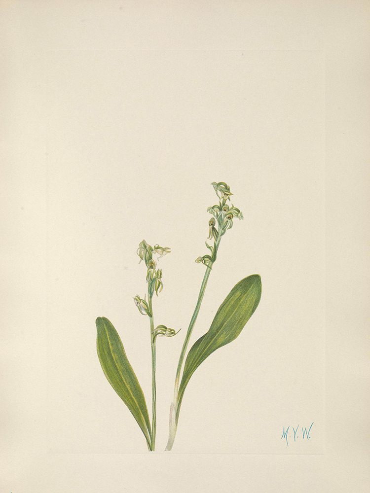 North American Wild Flowers 1925 - One-leaf Bog-orchid art print by Mary Walcott for $57.95 CAD