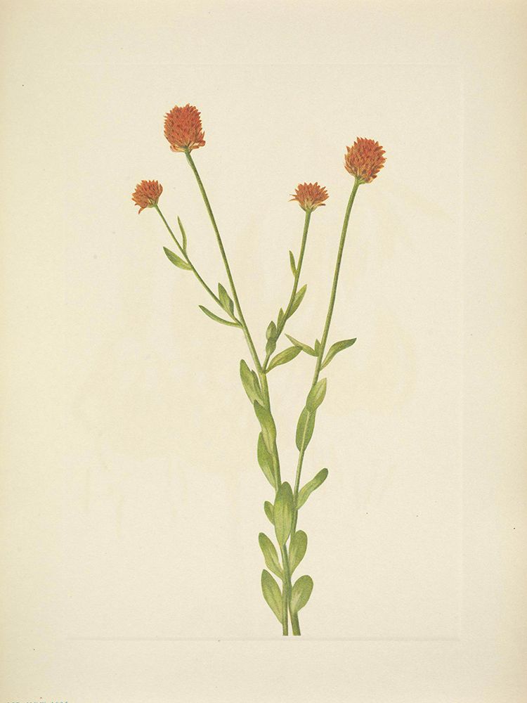 North American Wild Flowers 1925 - Orange Polygala art print by Mary Walcott for $57.95 CAD
