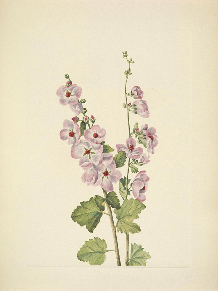 North American Wild Flowers 1925 - Orange-eye Globemallow art print by Mary Walcott for $57.95 CAD