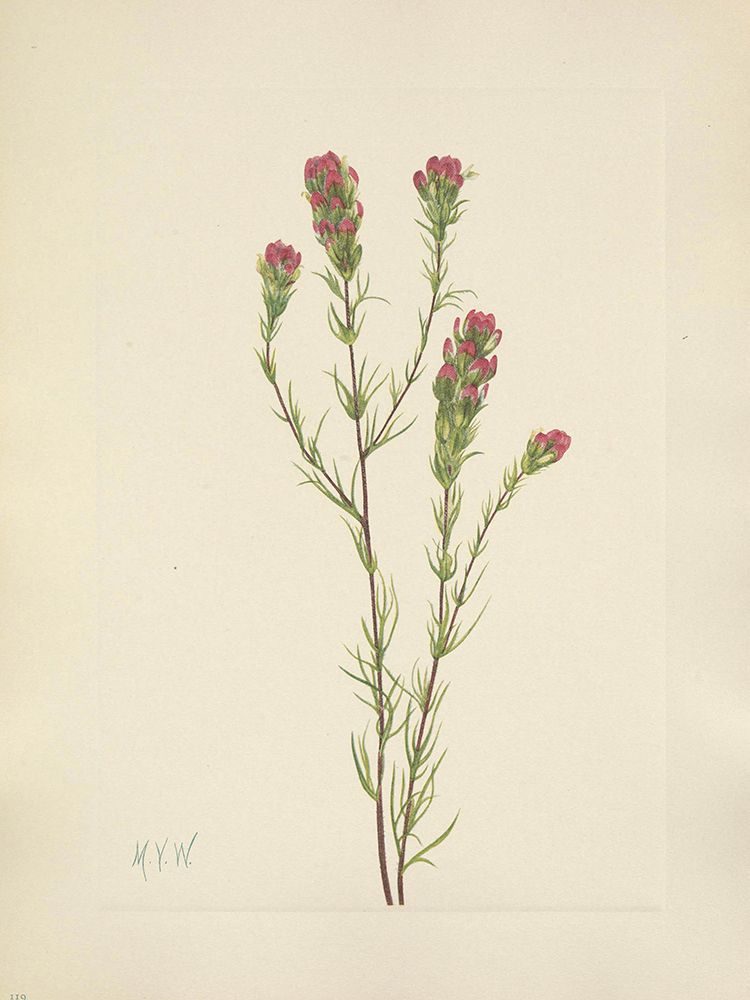 North American Wild Flowers 1925 - Owl-clover art print by Mary Walcott for $57.95 CAD