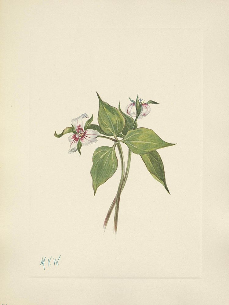 North American Wild Flowers 1925 - Painted Trillium art print by Mary Walcott for $57.95 CAD