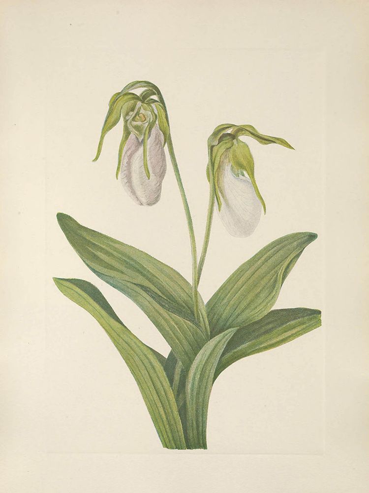 North American Wild Flowers 1925 - Pale Ladyslipper art print by Mary Walcott for $57.95 CAD
