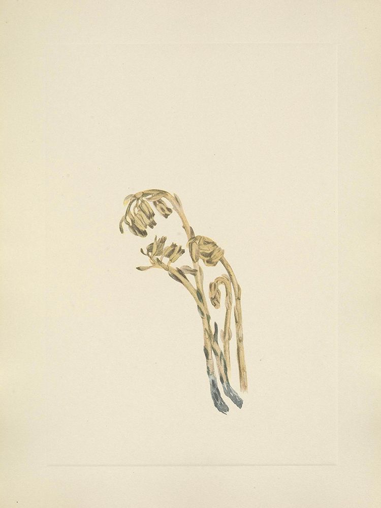 North American Wild Flowers 1925 - Pale Pinesap art print by Mary Walcott for $57.95 CAD