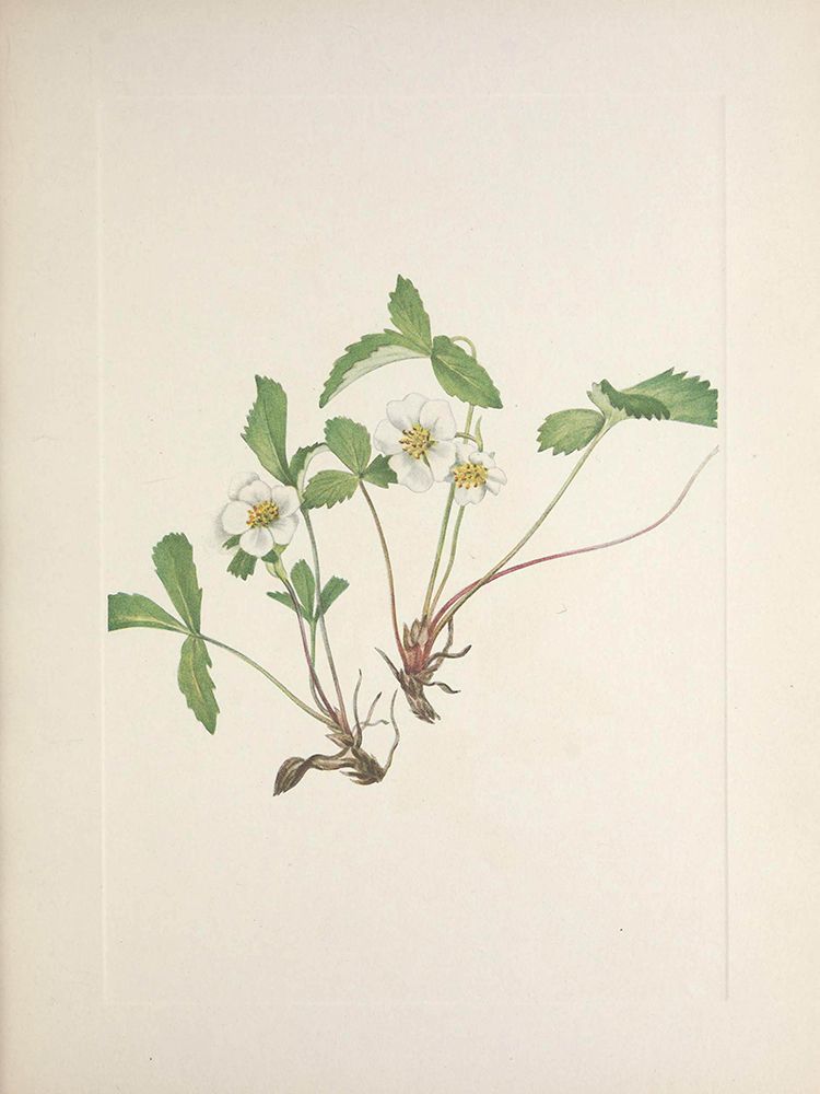 North American Wild Flowers 1925 - Pale Strawberry art print by Mary Walcott for $57.95 CAD