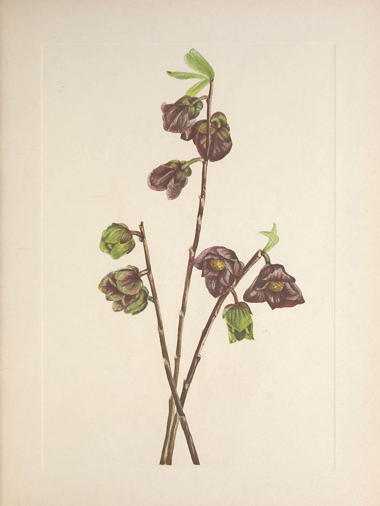 North American Wild Flowers 1925 - Papaw art print by Mary Walcott for $57.95 CAD