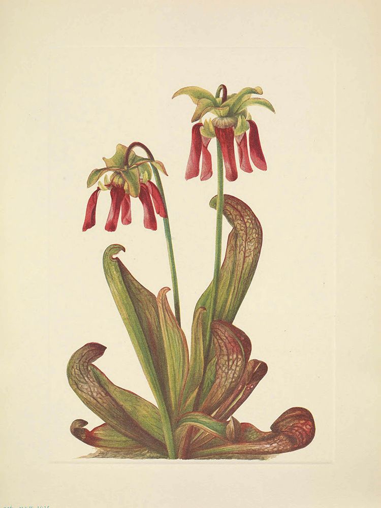 North American Wild Flowers 1925 - Parrot Pitcherplant art print by Mary Walcott for $57.95 CAD