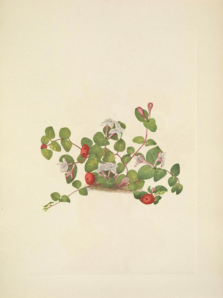 North American Wild Flowers 1925 - Partridgeberry art print by Mary Walcott for $57.95 CAD