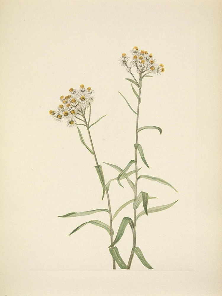 North American Wild Flowers 1925 - Pearl Everlasting art print by Mary Walcott for $57.95 CAD