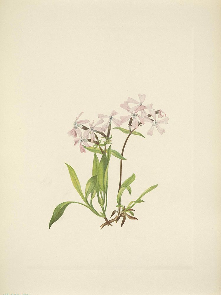 North American Wild Flowers 1925 - Peatpink art print by Mary Walcott for $57.95 CAD