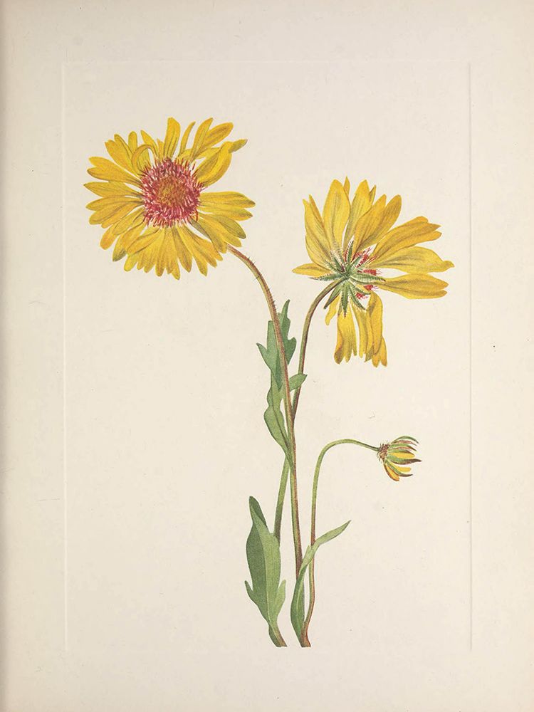 North American Wild Flowers 1925 - Perennial Gaillardia art print by Mary Walcott for $57.95 CAD