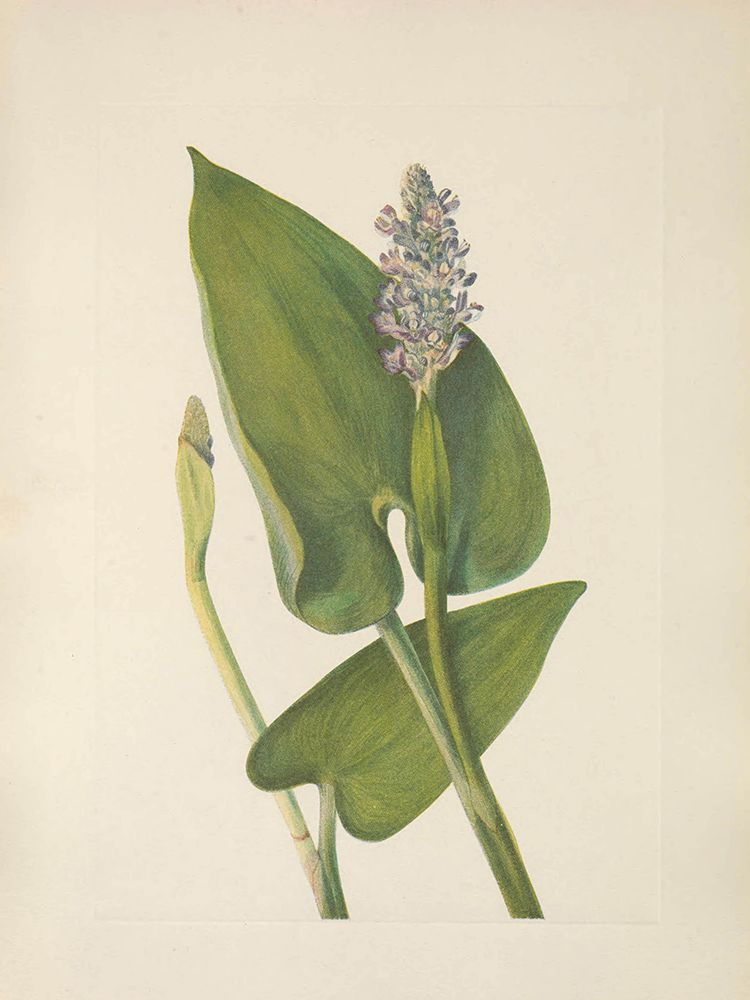 North American Wild Flowers 1925 - Pickerelweed art print by Mary Walcott for $57.95 CAD