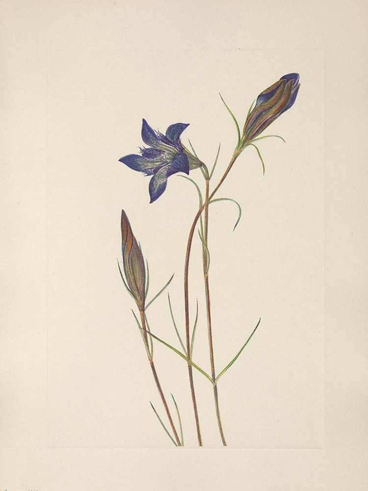 North American Wild Flowers 1925 - Pinebarren Gentian art print by Mary Walcott for $57.95 CAD