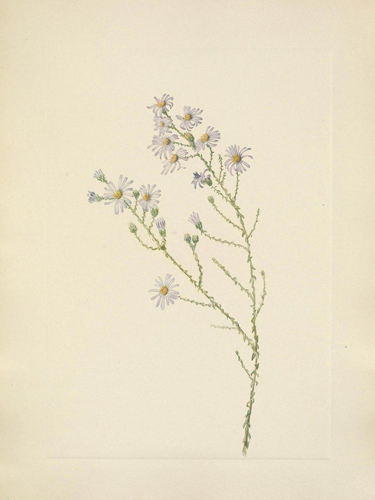 North American Wild Flowers 1925 - Pineland Aster art print by Mary Walcott for $57.95 CAD