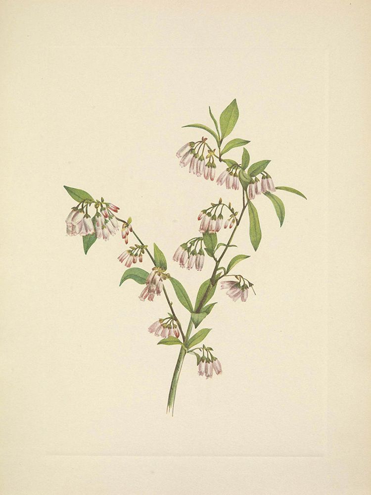 North American Wild Flowers 1925 - Pineland Blueberry art print by Mary Walcott for $57.95 CAD