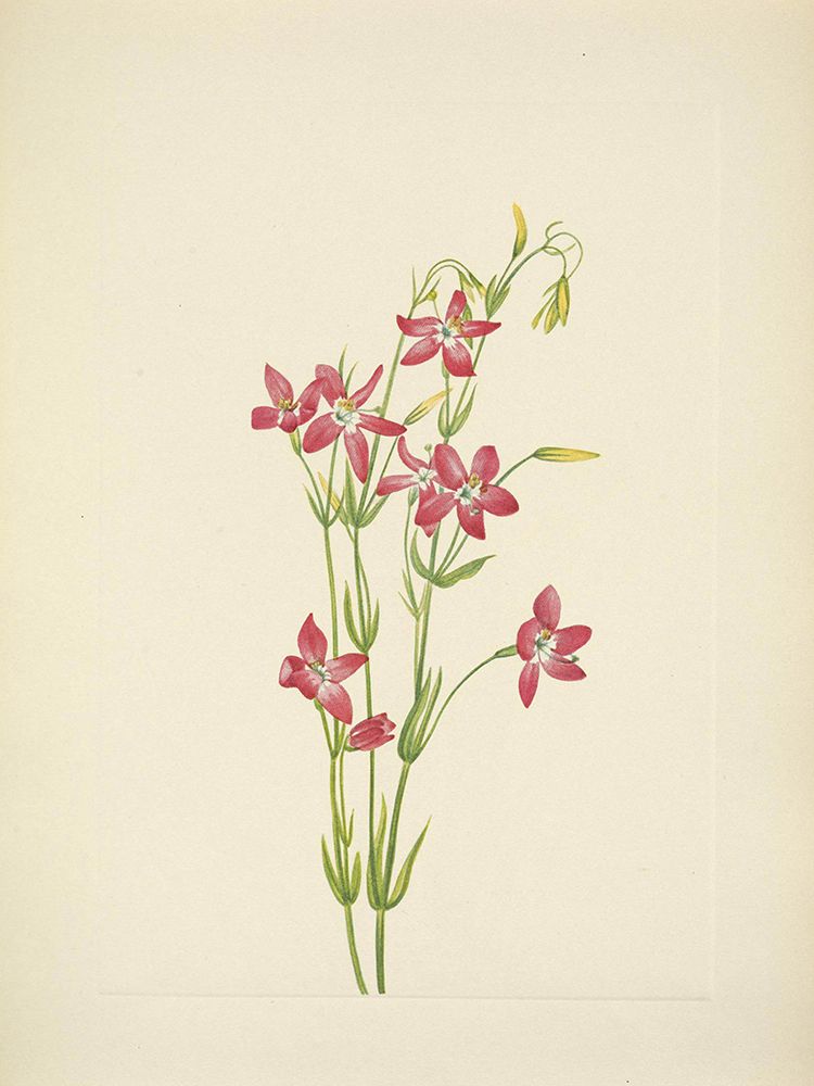 North American Wild Flowers 1925 - Pink Centaurium art print by Mary Walcott for $57.95 CAD
