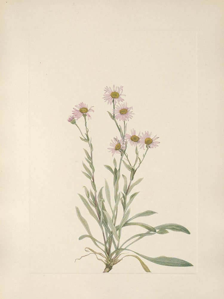 North American Wild Flowers 1925 - Pink Fleabane art print by Mary Walcott for $57.95 CAD