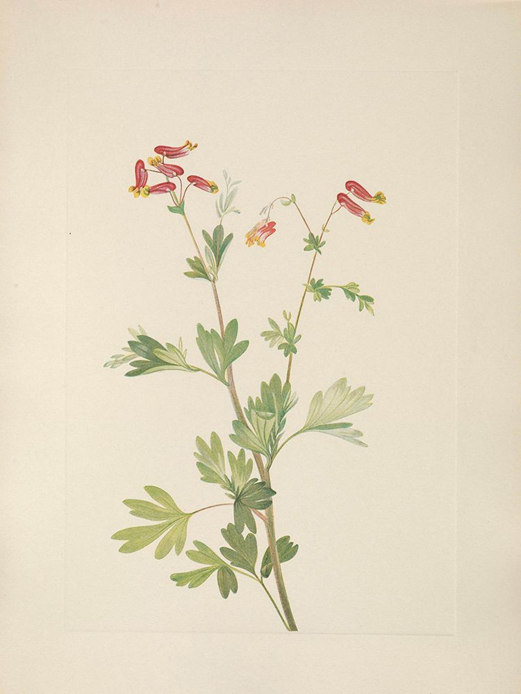 North American Wild Flowers 1925 - Pink Fumeroot art print by Mary Walcott for $57.95 CAD