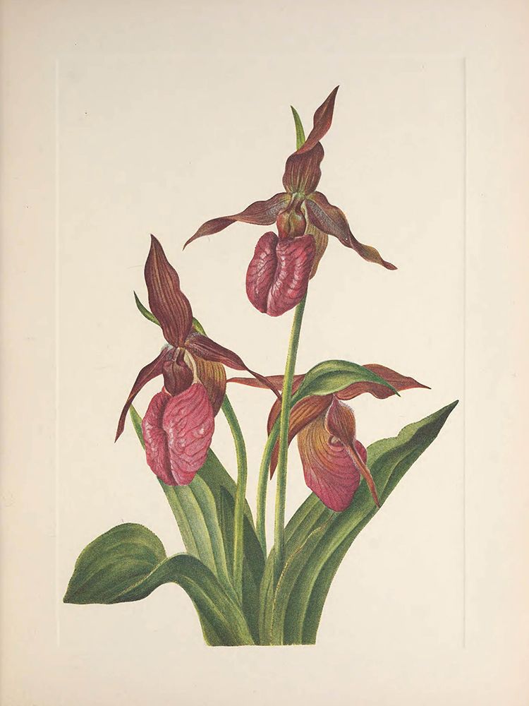 North American Wild Flowers 1925 - Pink Ladyslipper art print by Mary Walcott for $57.95 CAD
