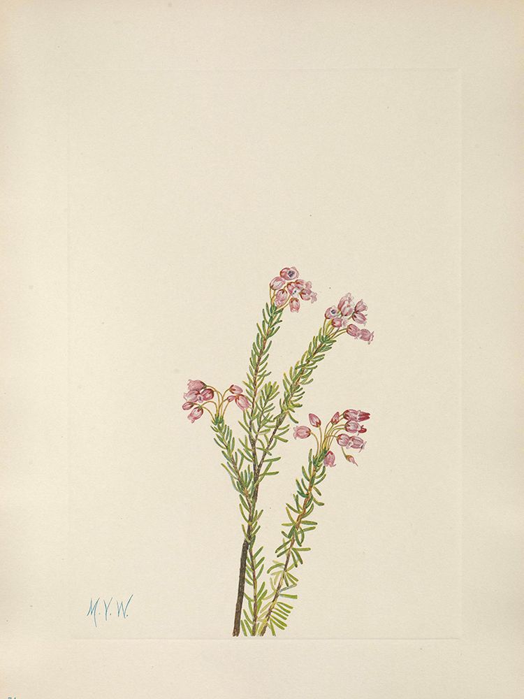 North American Wild Flowers 1925 - Pink Mountain Heather art print by Mary Walcott for $57.95 CAD