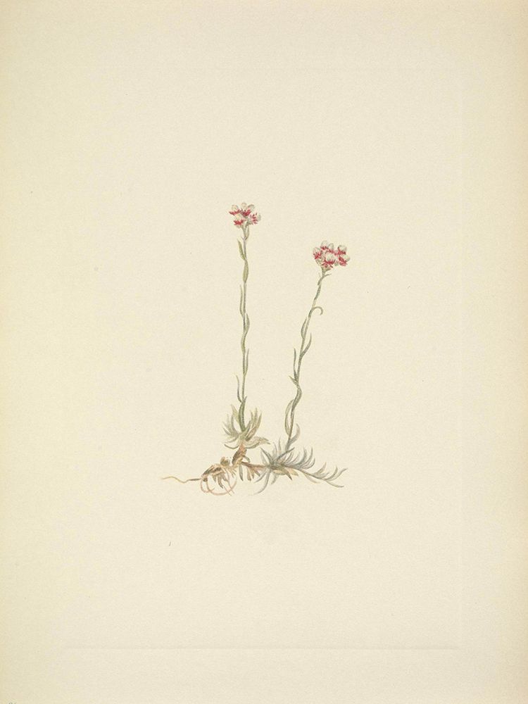 North American Wild Flowers 1925 - Pink Pussytoes art print by Mary Walcott for $57.95 CAD