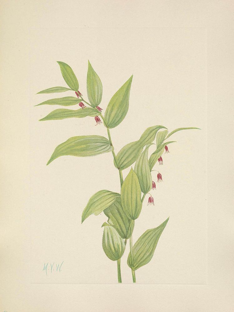 North American Wild Flowers 1925 - Pink Twistedstalk art print by Mary Walcott for $57.95 CAD