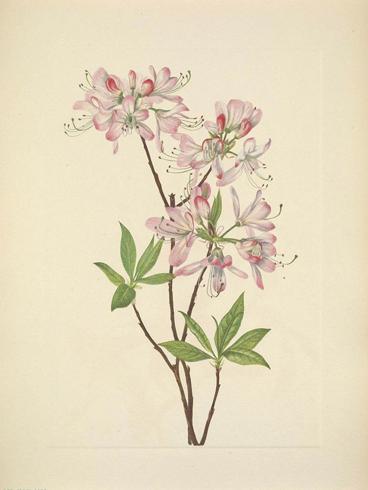 North American Wild Flowers 1925 - Pinkshell Azalea art print by Mary Walcott for $57.95 CAD
