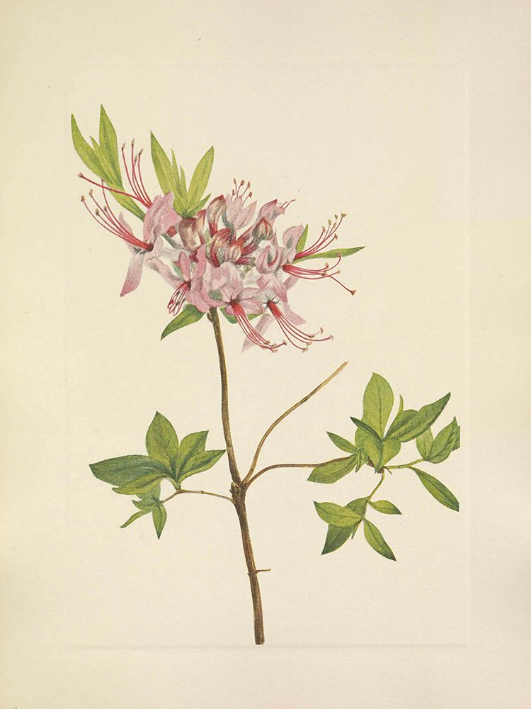 North American Wild Flowers 1925 - Pinxterbloom art print by Mary Walcott for $57.95 CAD