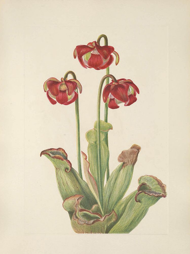 North American Wild Flowers 1925 - Pitcherplant art print by Mary Walcott for $57.95 CAD