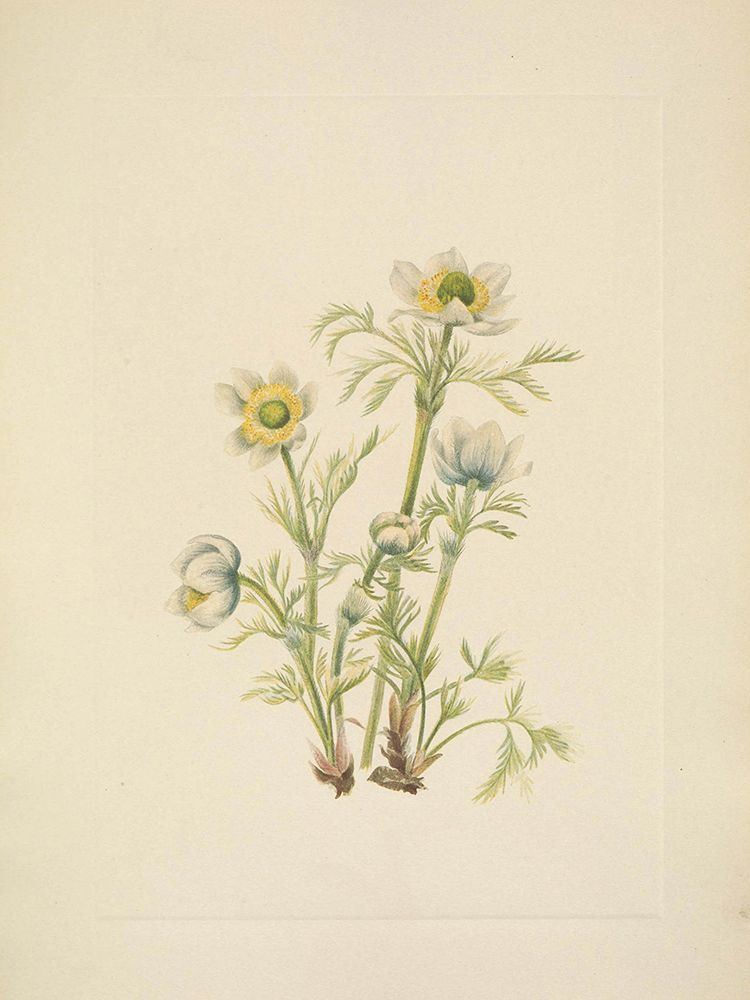 North American Wild Flowers 1925 - Plume Anemone flower art print by Mary Walcott for $57.95 CAD