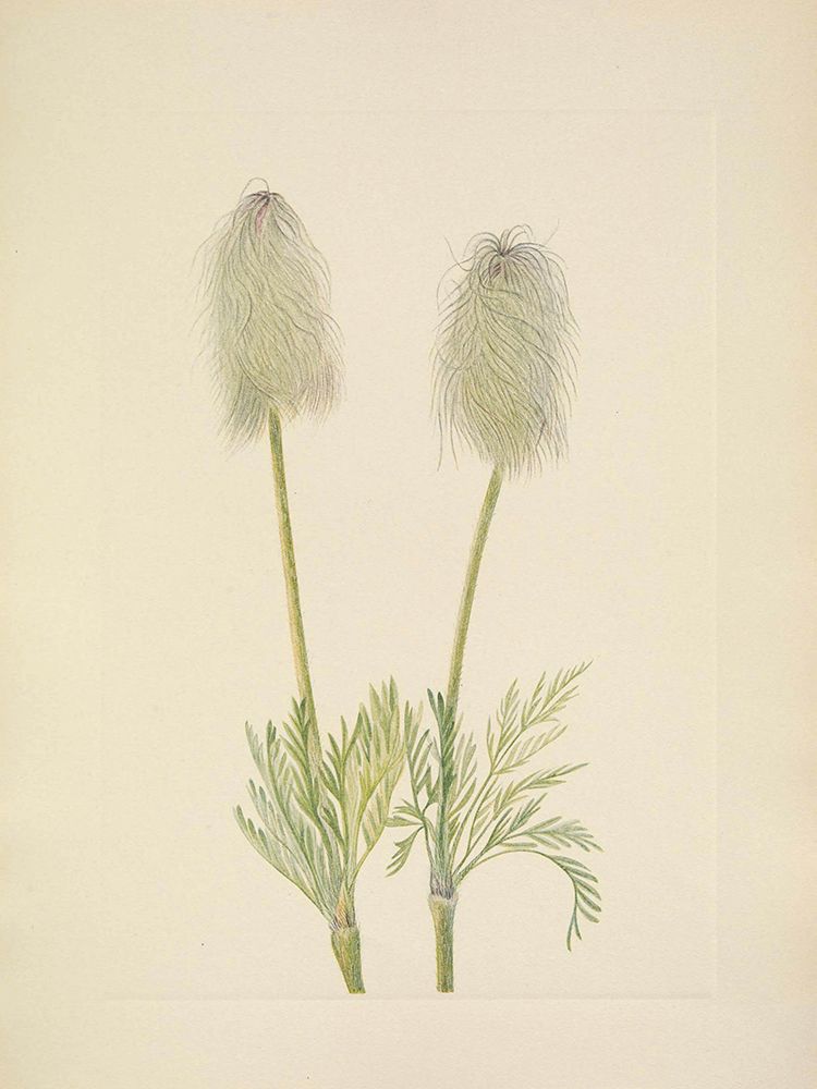 North American Wild Flowers 1925 - Plume Anemone fruit art print by Mary Walcott for $57.95 CAD