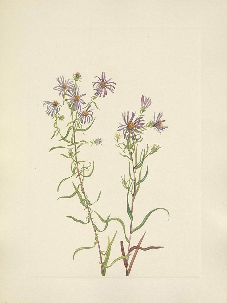 North American Wild Flowers 1925 - Prairie Aster art print by Mary Walcott for $57.95 CAD