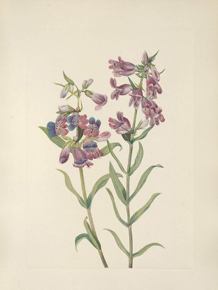 North American Wild Flowers 1925 - Prairie Pentstemon art print by Mary Walcott for $57.95 CAD
