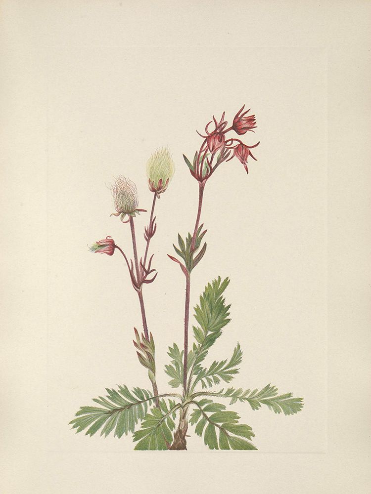 North American Wild Flowers 1925 - Prairie Smoke art print by Mary Walcott for $57.95 CAD