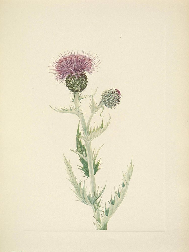 North American Wild Flowers 1925 - Prairie Thistle art print by Mary Walcott for $57.95 CAD