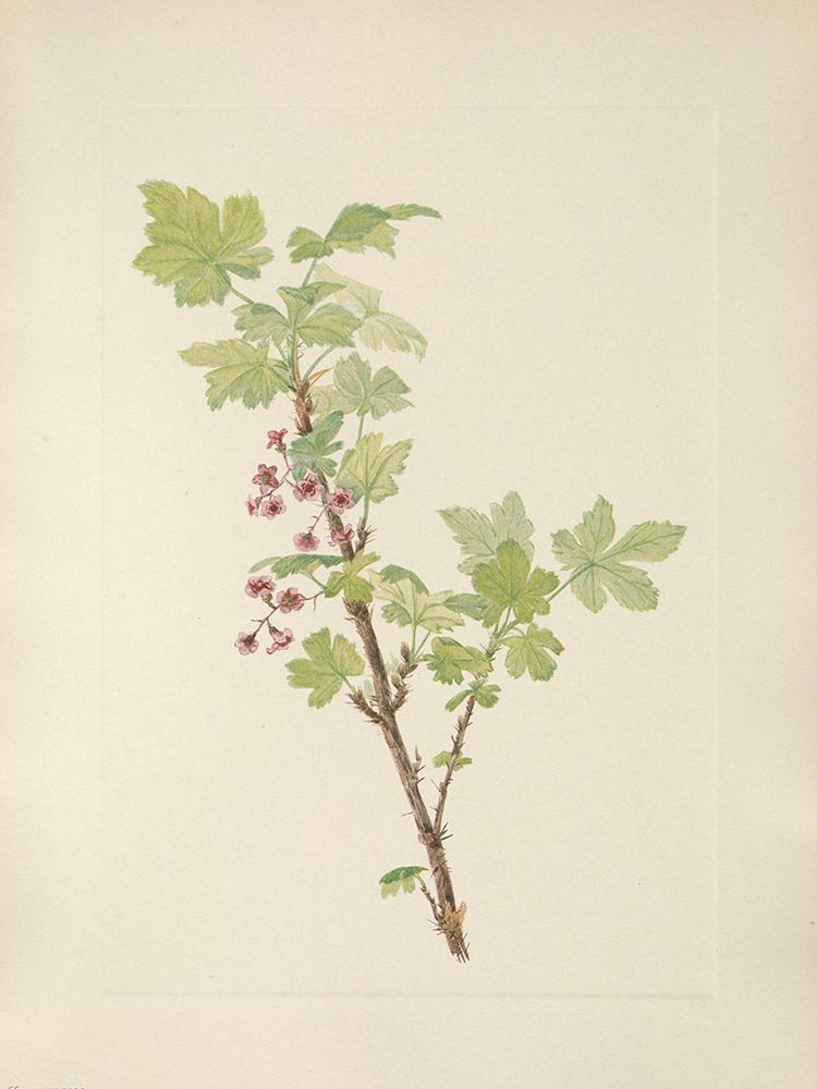 North American Wild Flowers 1925 - Prickly Currant flower art print by Mary Walcott for $57.95 CAD