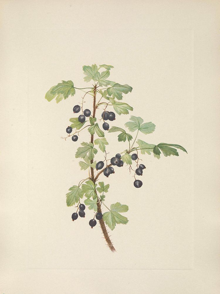 North American Wild Flowers 1925 - Prickly Currant fruit art print by Mary Walcott for $57.95 CAD