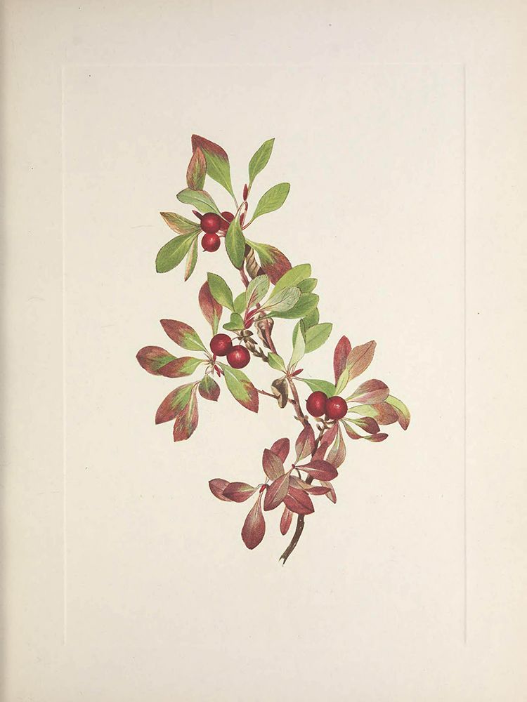 North American Wild Flowers 1925 - Ptarmiganberry art print by Mary Walcott for $57.95 CAD