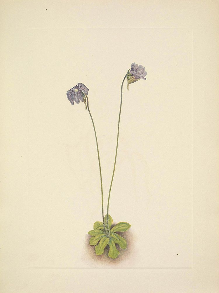 North American Wild Flowers 1925 - Purple Butterwort art print by Mary Walcott for $57.95 CAD