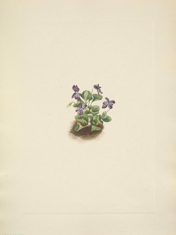 North American Wild Flowers 1925 - Purple Mountain Violet art print by Mary Walcott for $57.95 CAD
