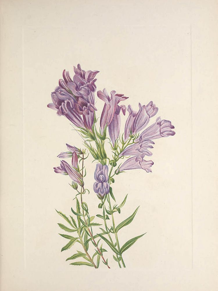 North American Wild Flowers 1925 - Purple Pentstemon art print by Mary Walcott for $57.95 CAD