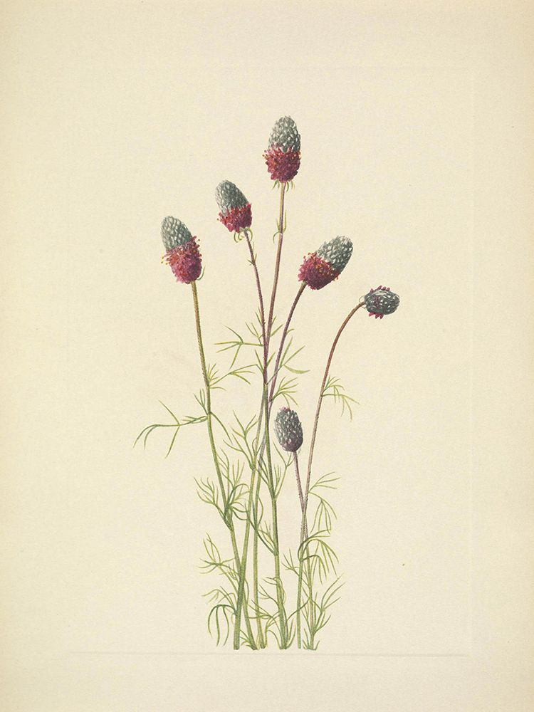 North American Wild Flowers 1925 - Purple Prairieclover art print by Mary Walcott for $57.95 CAD