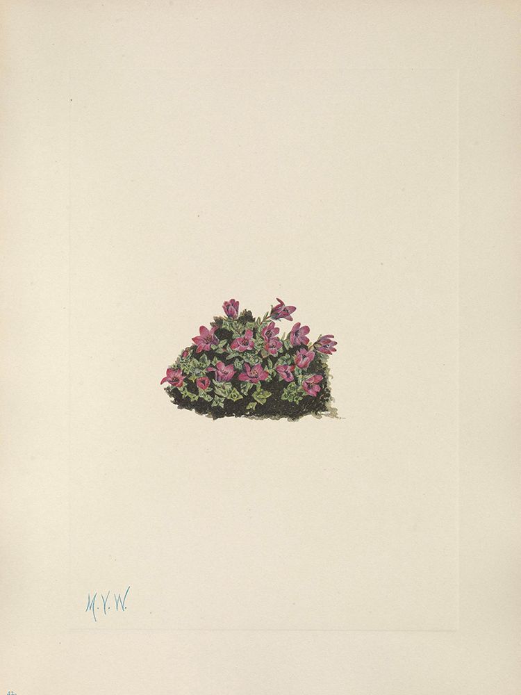 North American Wild Flowers 1925 - Purple Saxifrage art print by Mary Walcott for $57.95 CAD