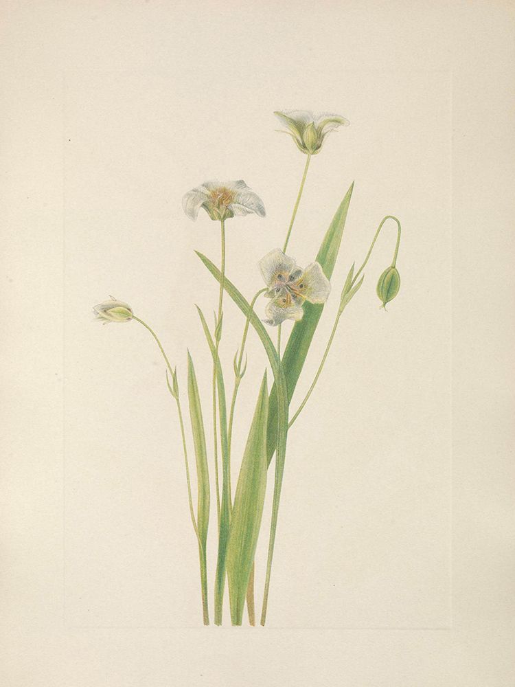North American Wild Flowers 1925 - Pussy Ears art print by Mary Walcott for $57.95 CAD